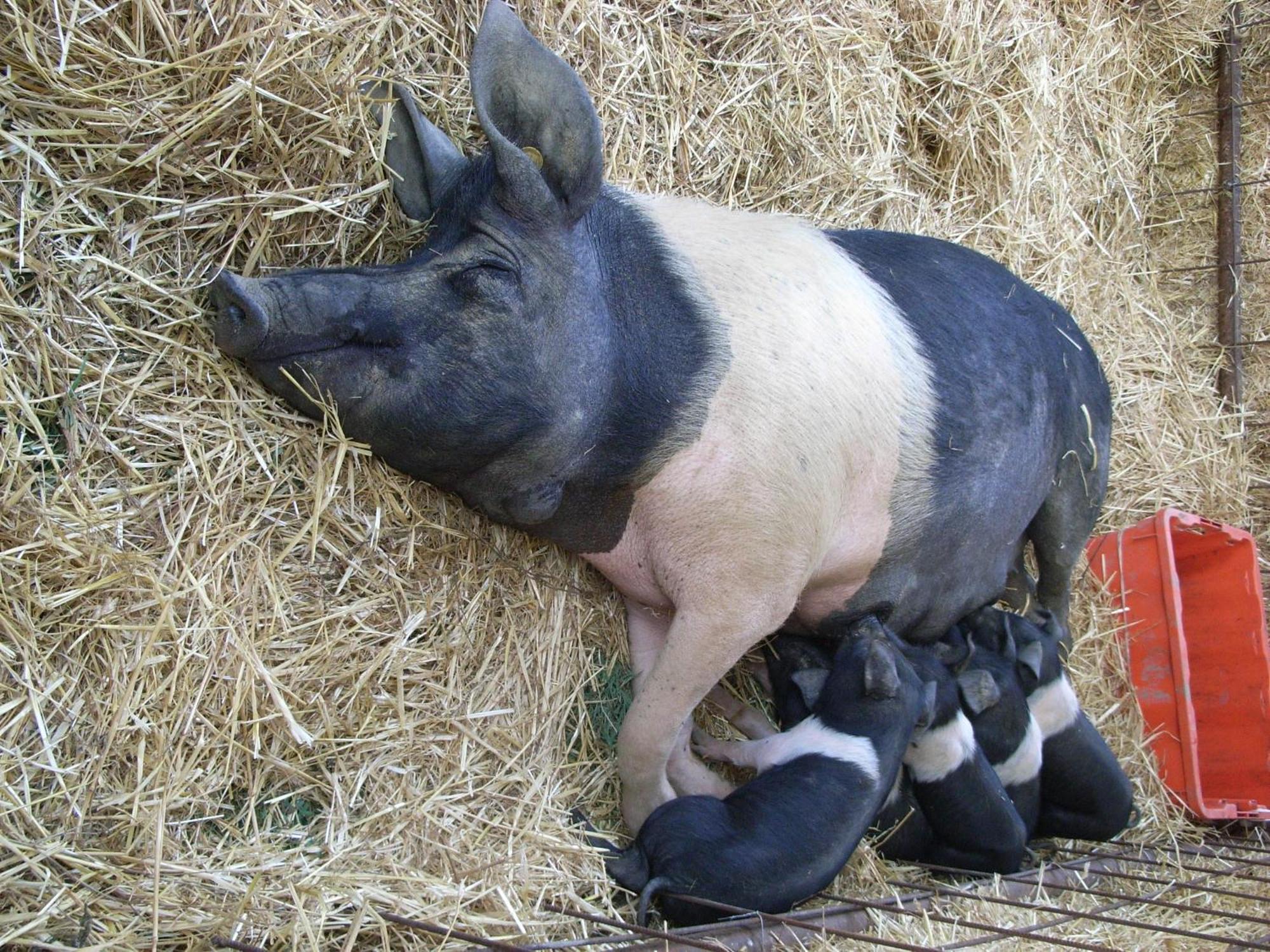 Agroturismo La Pietriccia