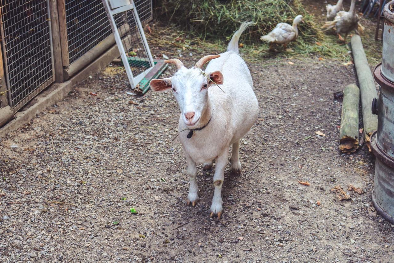 La Pietriccia Vakantieboerderij Chianciano Terme