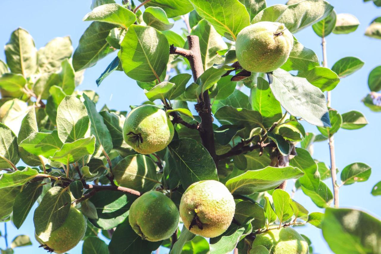 La Pietriccia Alloggio per agriturismo *